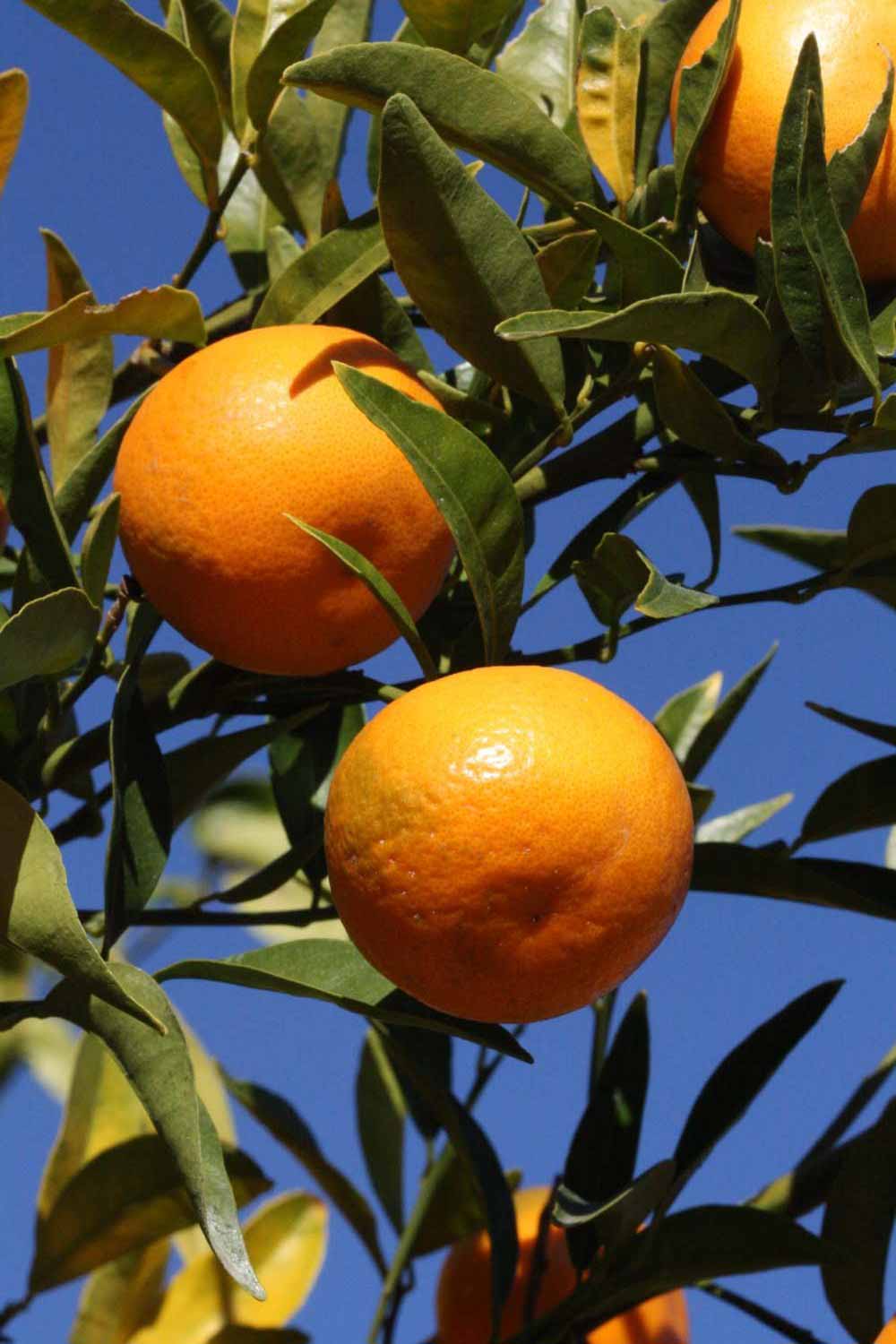              Fruit (Riverside, CA)       